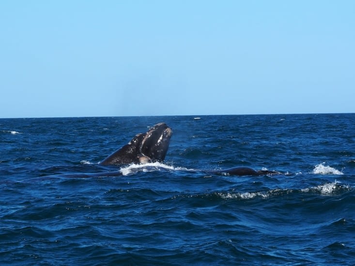Une baleine franche australe de la péninsule Valdès