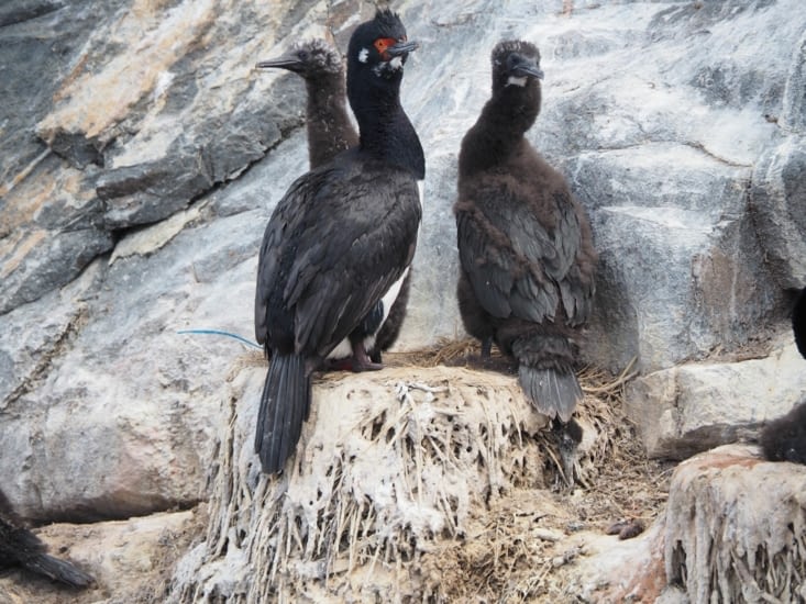 Des cormorans