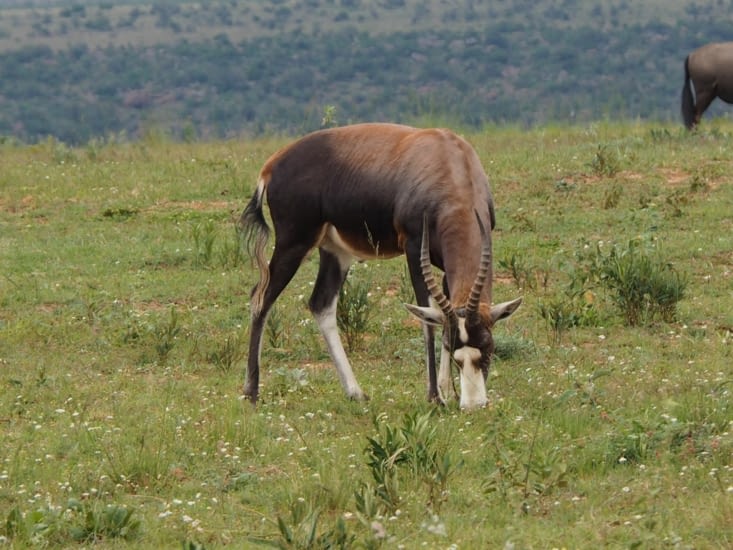Une antilope