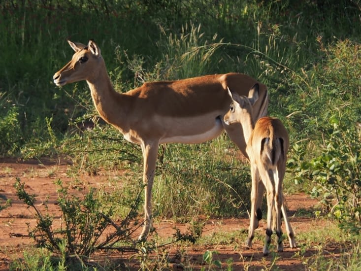 Une famille d'impalas