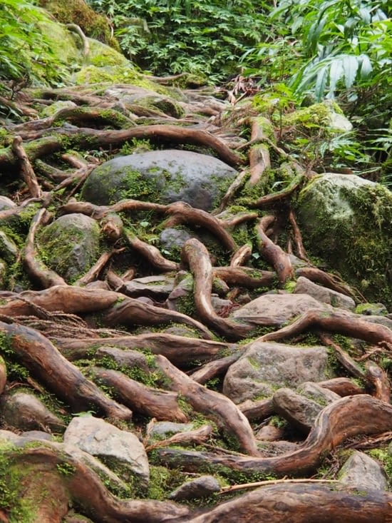Chemin de racines proche de Hell-Bourg