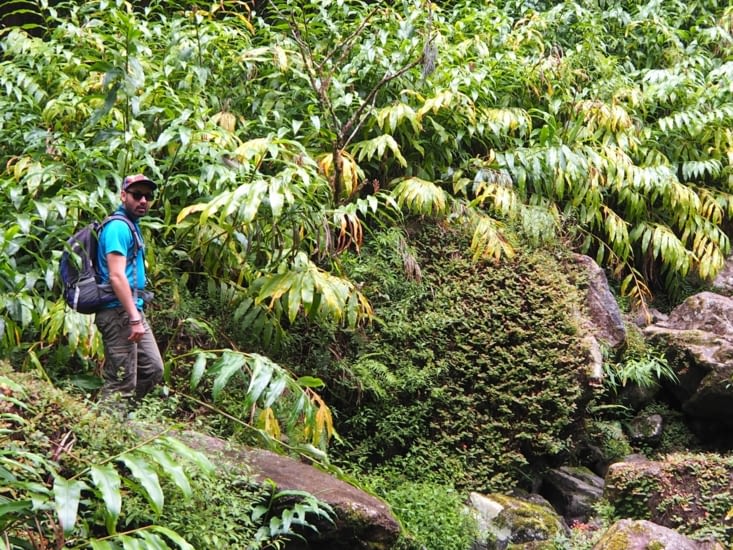 François dans les fougères