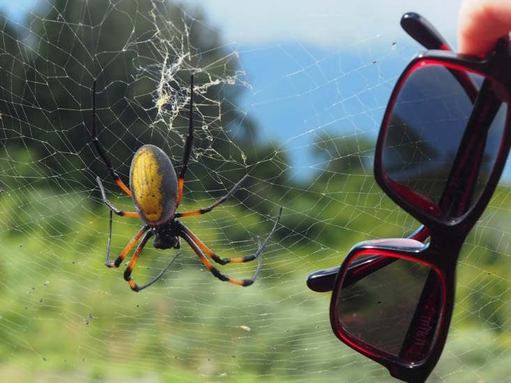 La géante araignée en comparaison d'une paire de lunettes