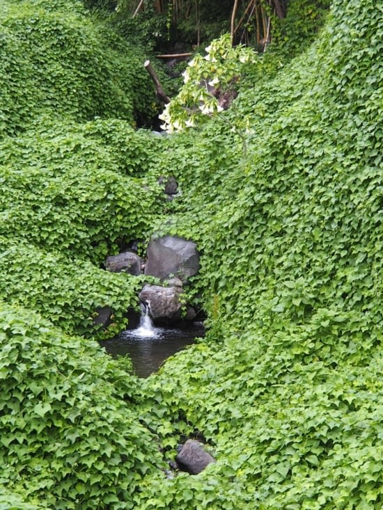 Les liserons ont envahi tout l'espace