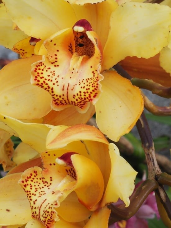 Une orchidée du jardin de notre hôte