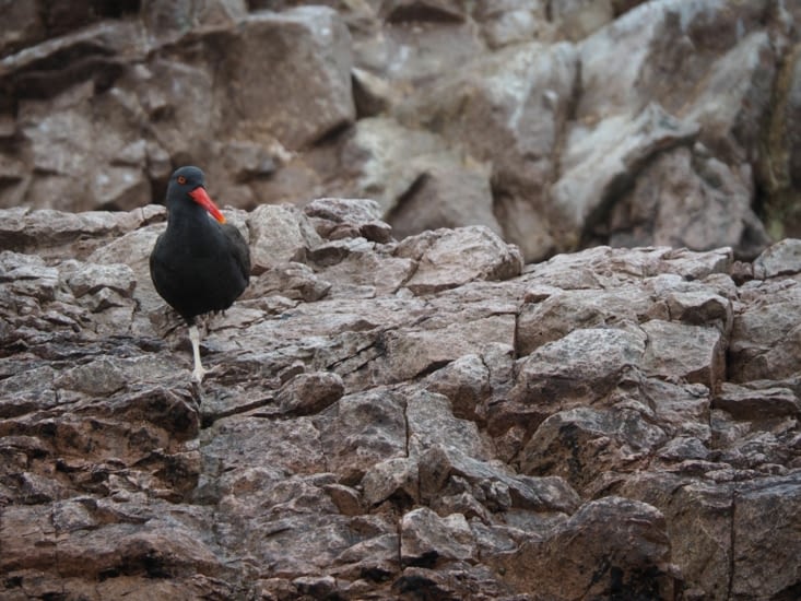 Un oiseau à bec rouge (nous n'avons retenu ni le nom espagnol ni le nom anglais)