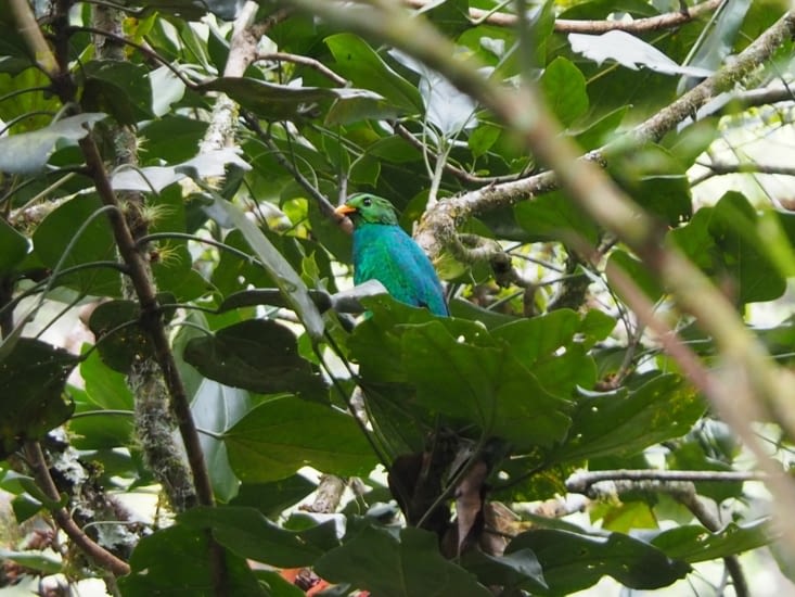 Le golden headed quetzal dans le parc Manu