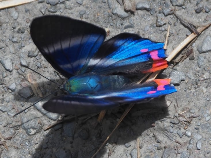Papillon rencontré dans le parc Manu