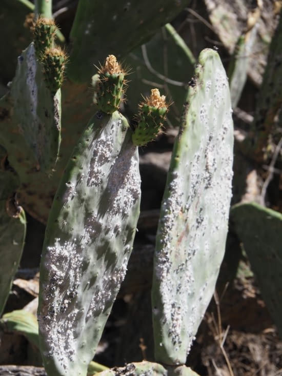 La cochenille est un parasite des cactus utilisé dans des colorants alimentaires ou produits cosmétiques