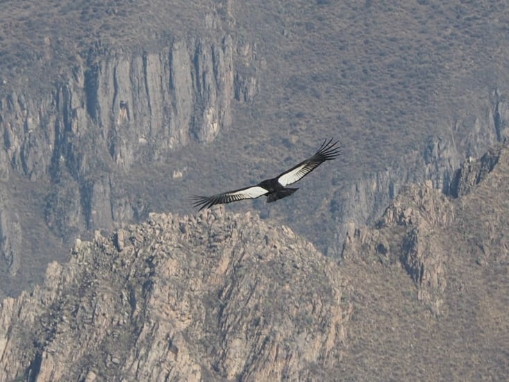 Un condor dans le Canyon del Colca