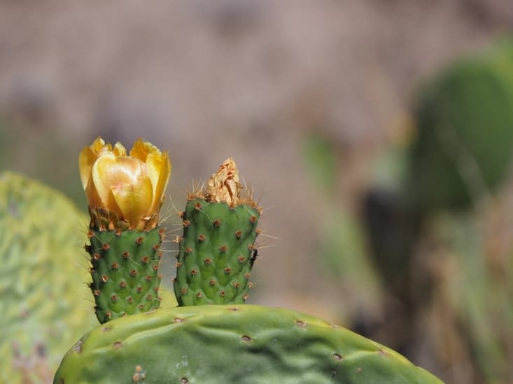 Une fleur de cactus