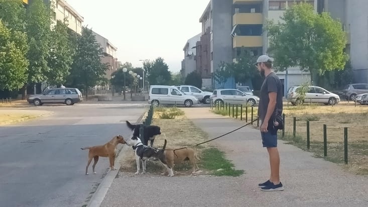 Rencontre avec les chiens de la ville !