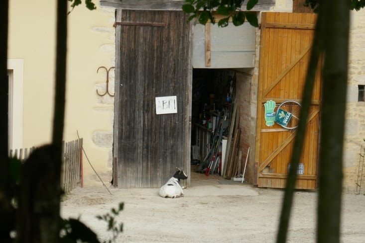 Sauf sa chèvre 🤗