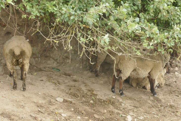 Et eux y croient qu'ils vont échapper à la casserole 🤣🤣