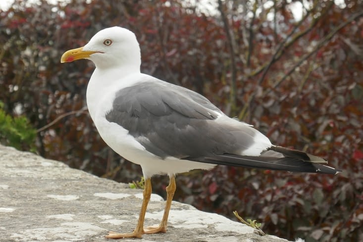 Les mouettes ont plus l'habitude de la foule que moi