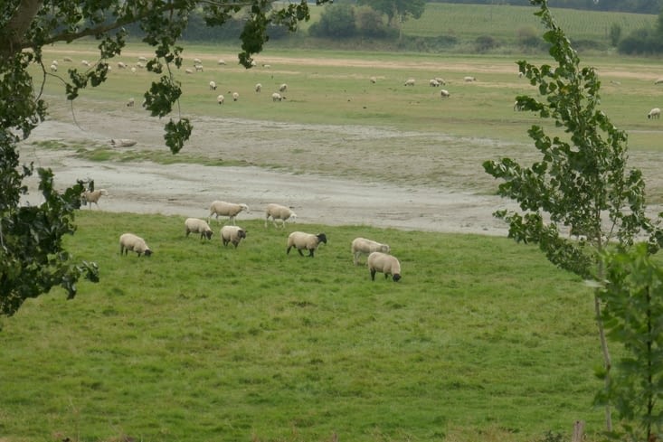 Slurrrpppp.... les premiers moutons de pré salé 👨‍🍳👩‍🍳