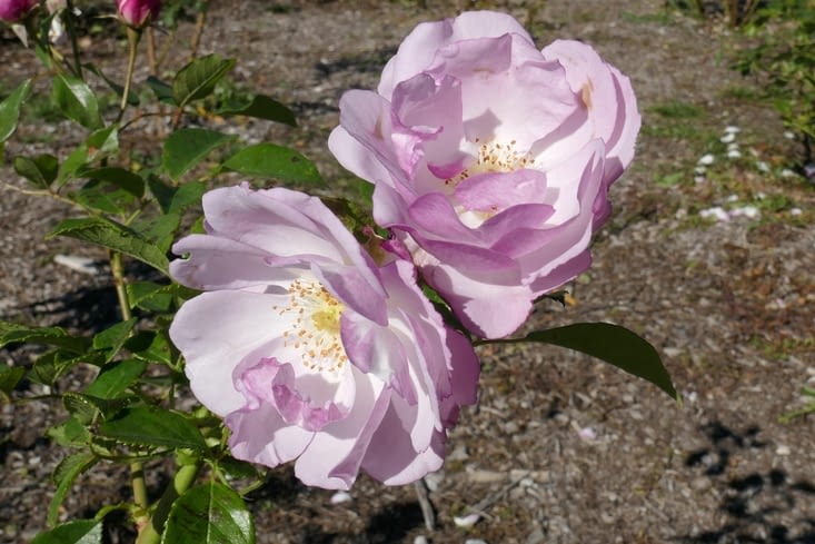La rose de Vézelay, baptisée le 22 juin 2019