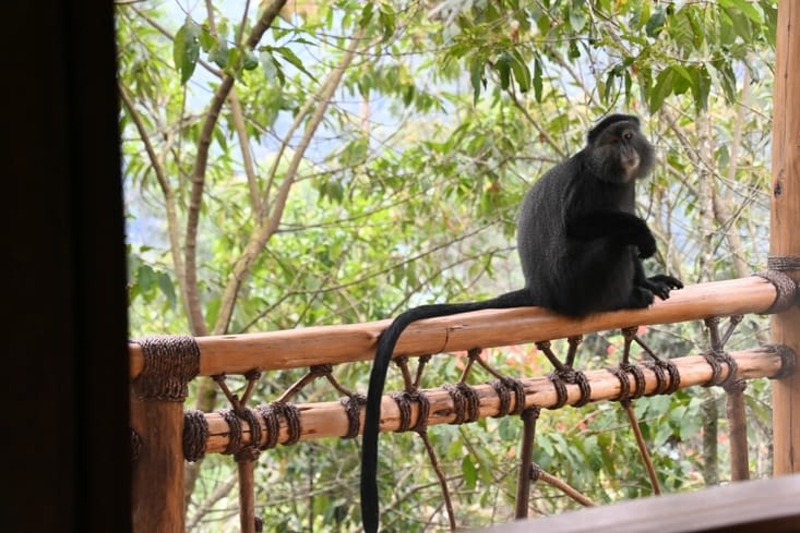 Petite visite sur le balcon