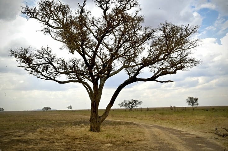 Serengeti-centre