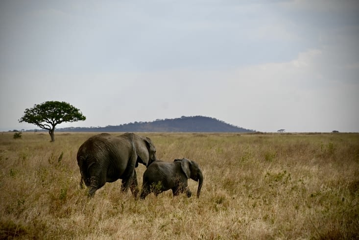 Sur la route du Serengeti