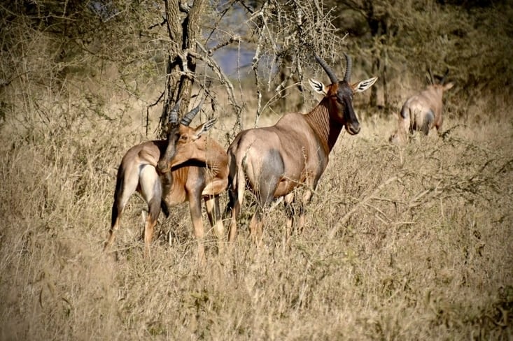 Serengeti - Nord