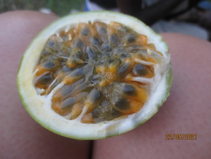 Passion fruit on the garden