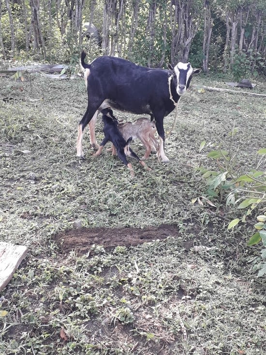Twins goat babies borned 😻