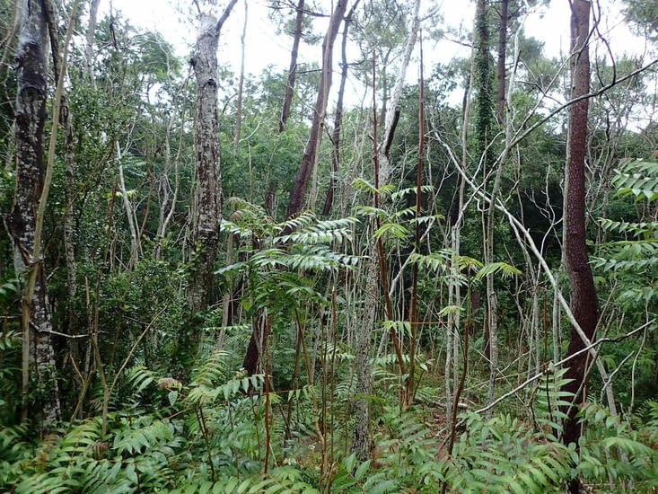 Dans la forêt de Coubre.