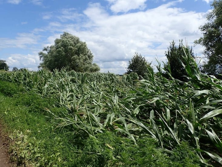La tempête a couché les maïs.