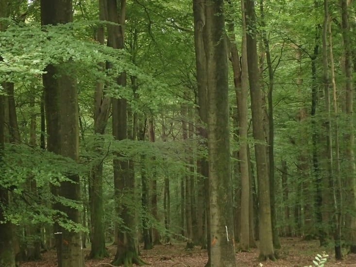 Dans la forêt de Mormal.