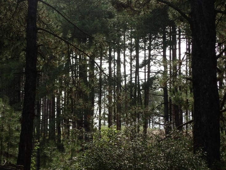 La forêt à  Fort-Mahon.