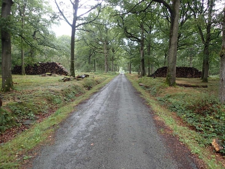 Route forestière en forêt de Rambouillet.