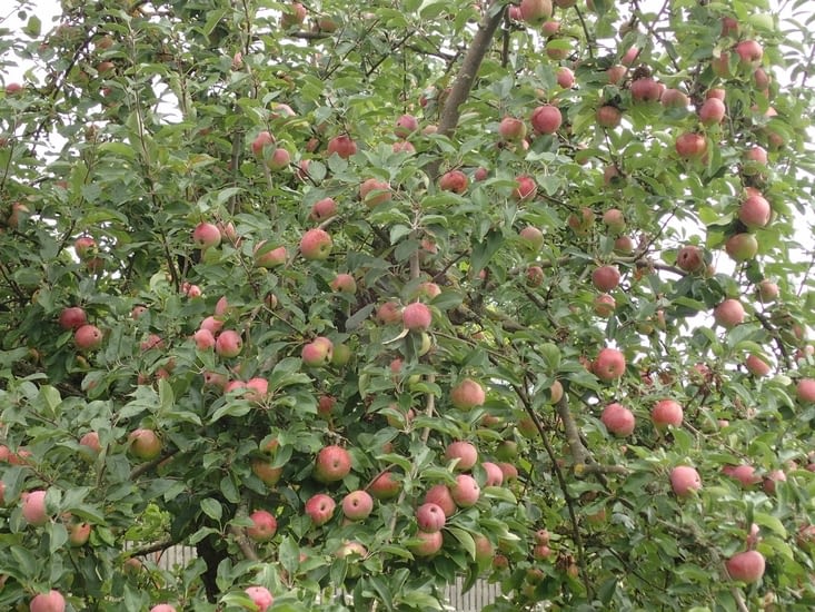 Germanio estas fruktokuklando.