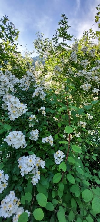 Toujours vos la lumière...