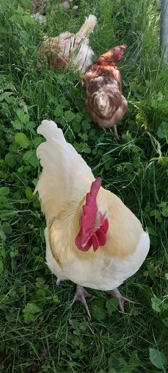 Et les poules seront bien gardées.