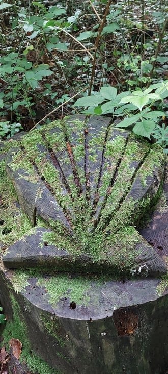 Une coquille qui date...