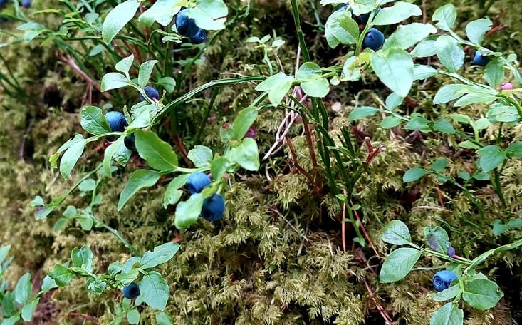 Des myrtilles à bonne hauteur... faciles à cueillir... Le chemin est en creux...