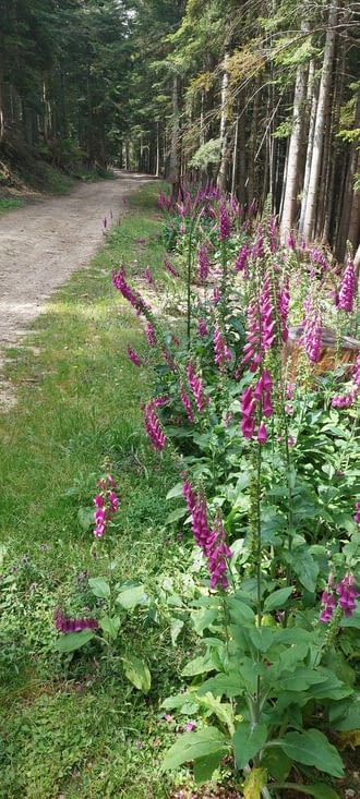 Pour finir en champs