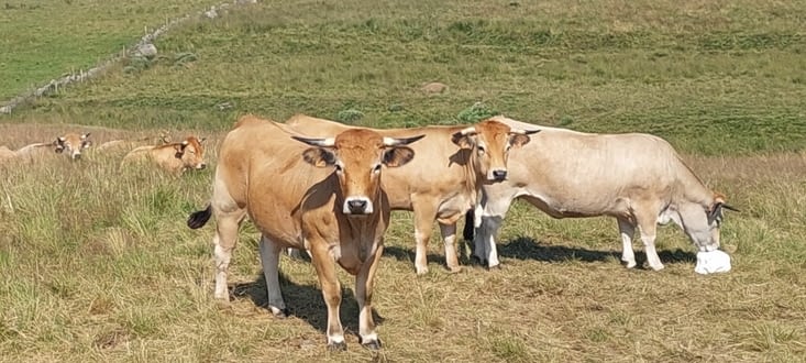 Les typiques vaches de l'Aubrac avec leurs yeux fardés
