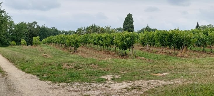 La vigne prend gentiment le dessus sur les tournesols
