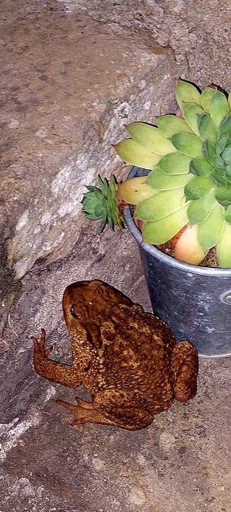 Et même la faune....