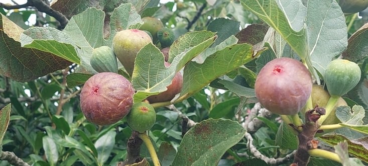 Les figues commencent aussi à être mûres