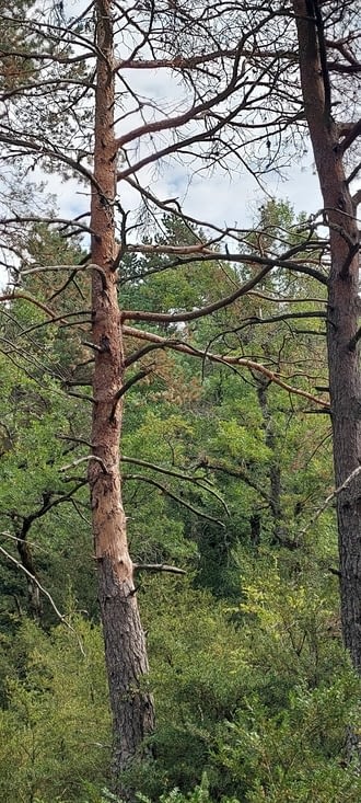 Dans des forêts de buis, chênes et pins