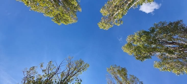 Petite pause sous les peupliers