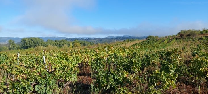 La vallée du Bierzo est réputée pour ses vins, un peu moins que le Rioja quand même...