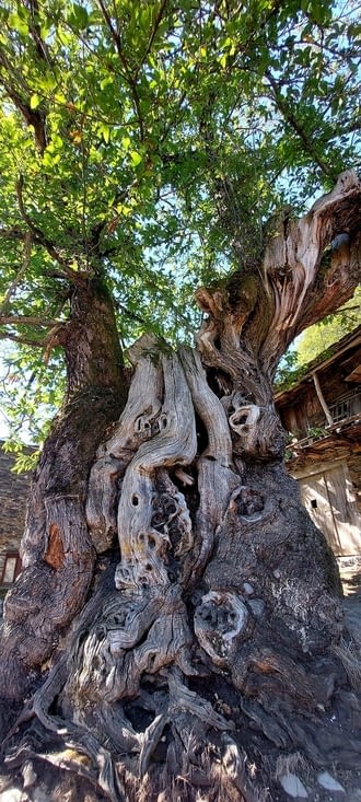 Âge estimé,: 800 ans! Circonférence:  8.5 m Diamètre: 2.7 m...  Respect mon vieux!