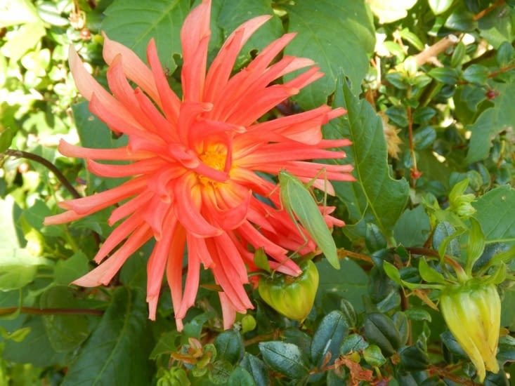 Grasshopper on fiiiire !!