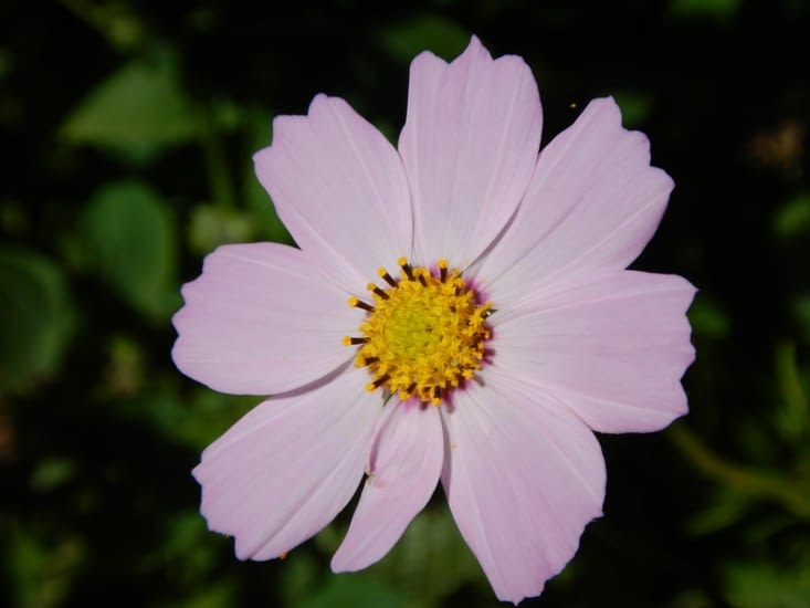 Une belle belle fleur