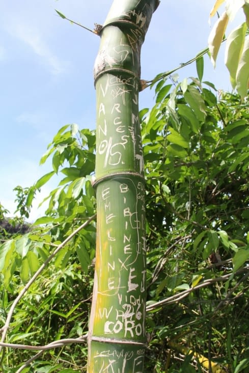 Bambou gravé sur le chemin, direction le 2ème bassin