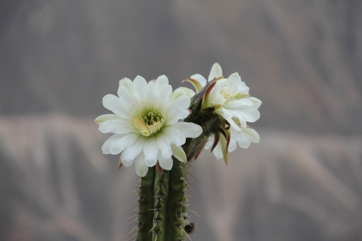 Les cactus en fleurs